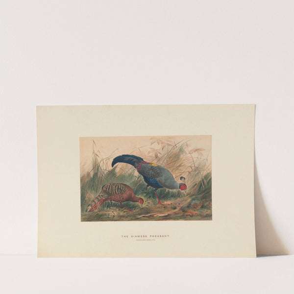 The Siamese Pheasant by Joseph Wolf
