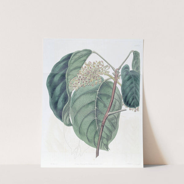 The Sierra Leone Tragacanth Tree by Sydenham Edwards