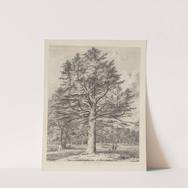 The Silver Fir at Roseneath by Jacob George Strutt