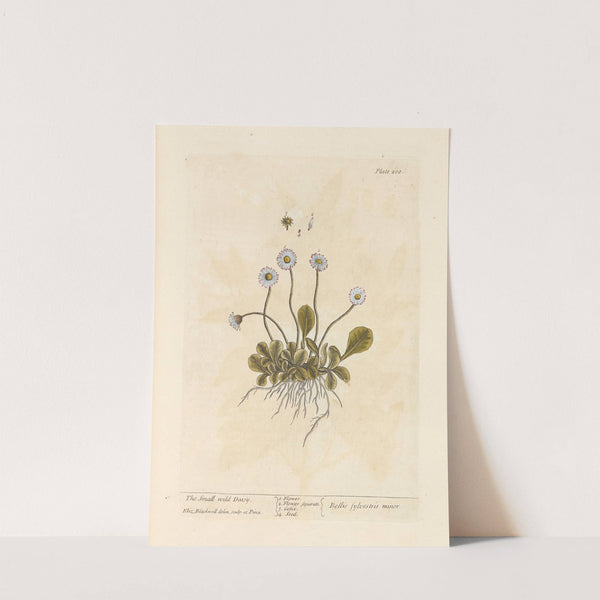 The small wild daisy by Elizabeth Blackwell