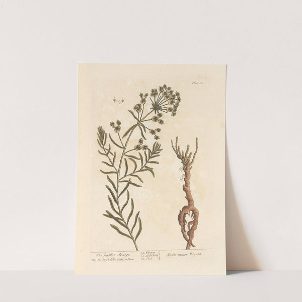 The smaller spurge by Elizabeth Blackwell