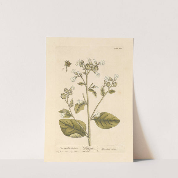 The smaller tobacco by Elizabeth Blackwell