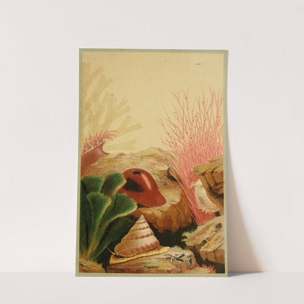 The Smooth Anemone by Philip Henry Gosse