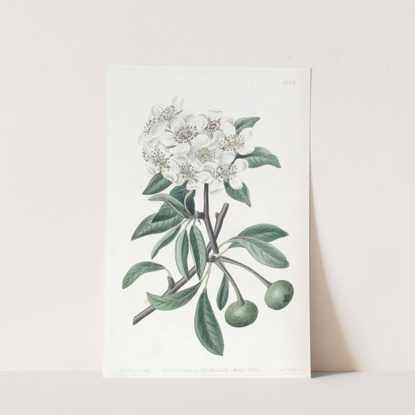 The Snow Pear by Sydenham Edwards