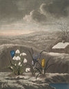The snowdrop