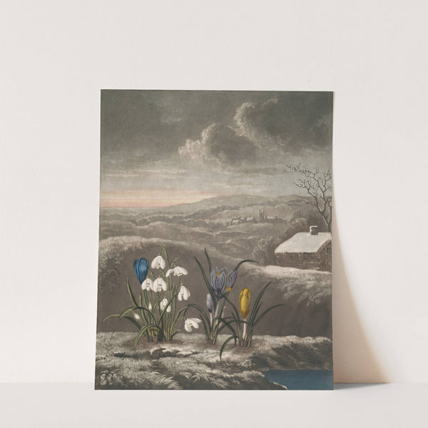 The snowdrop by Robert John Thornton