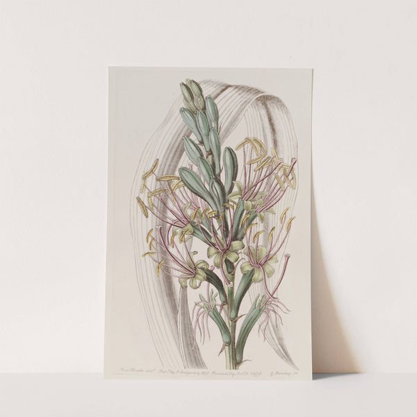 The Soap Aloe by Sydenham Edwards
