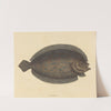 The Sole (Pleuronectes lunatus) by Mark Catesby