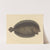 The Sole (Pleuronectes lunatus) by Mark Catesby