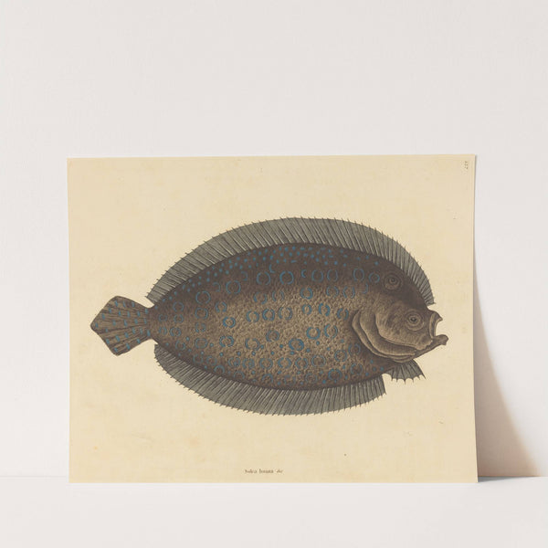 The Sole (Pleuronectes lunatus) by Mark Catesby
