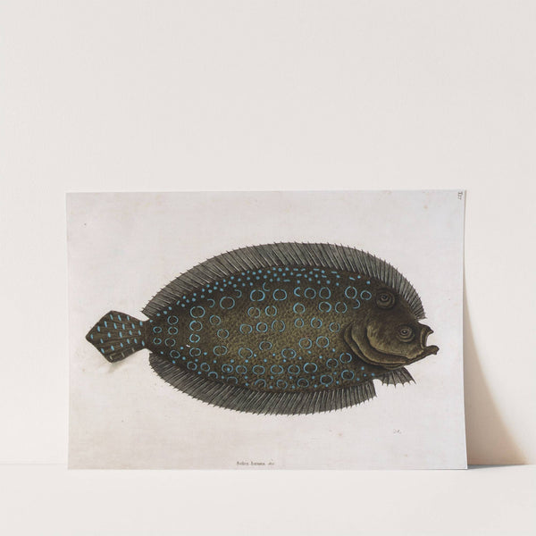 The Sole (Solea lunata & c) by Mark Catesby