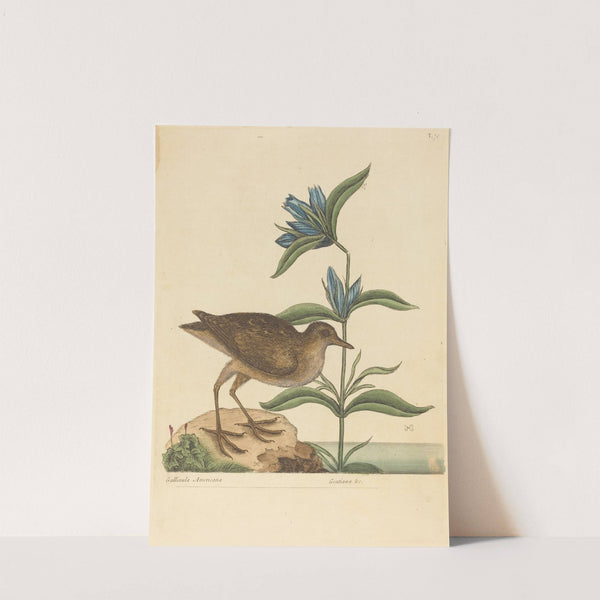 The Soree (Rallus Virginianus) by Mark Catesby