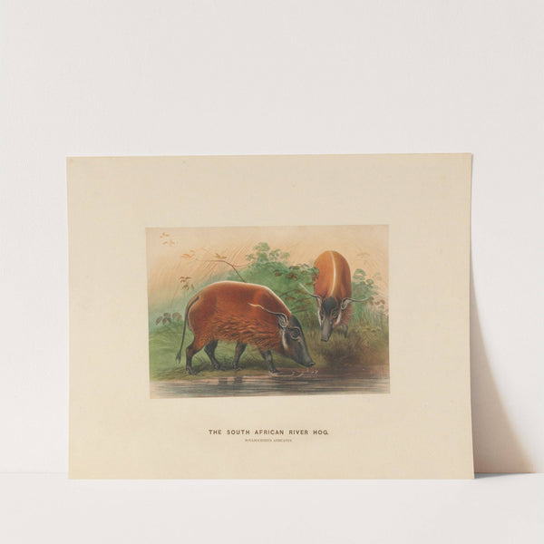 The South African River Hog by Joseph Wolf