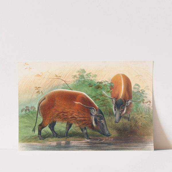 The South African River Hog by Joseph Wolf