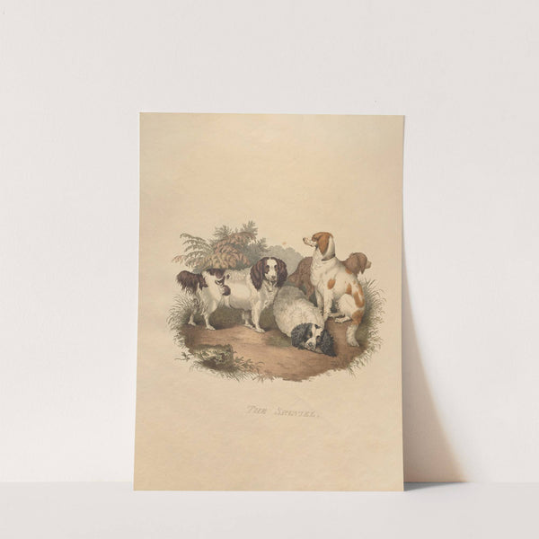 The Spaniel (1800) by Sydenham Edwards