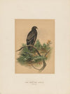 The Spotted Eagle