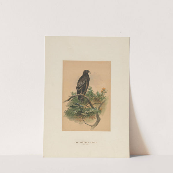 The Spotted Eagle by Joseph Wolf