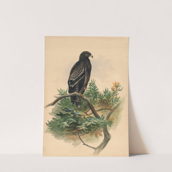 The Spotted Eagle by Joseph Wolf