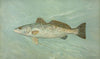 The Spotted Sea Trout, Cynoscion maculatum.