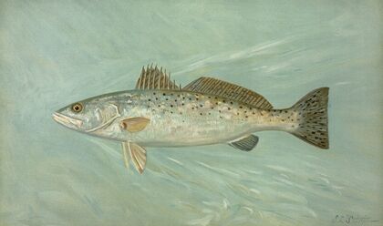 The Spotted Sea Trout, Cynoscion maculatum.