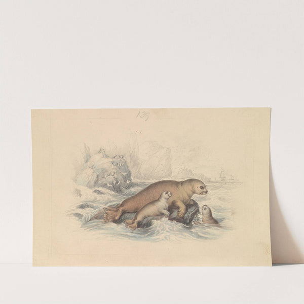 The Steller Sea Lion by James Stewart