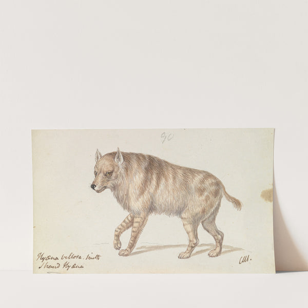 The Strand Hyaena (1837) by Charles Hamilton Smith