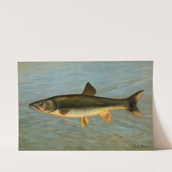 The Striped Mullet, Mugil brasiliensis. by John L. Petrie