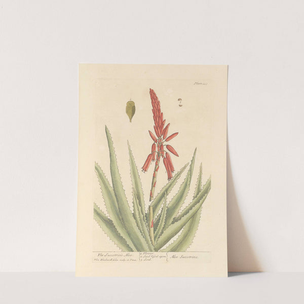 The succotrine aloe by Elizabeth Blackwell