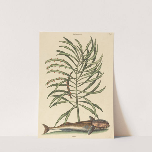 The Sucking Fish (Echeneis naucratis) by Mark Catesby