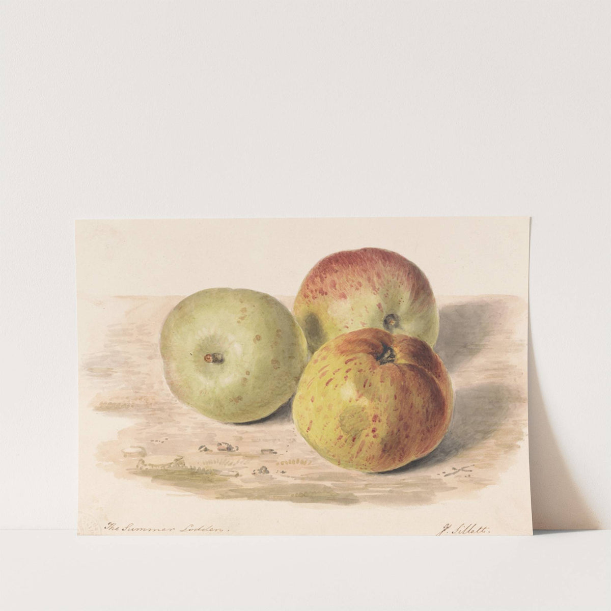 The Summer Lodden, Sept. 1832; A Still Life Study of Three Apples by James Sillett