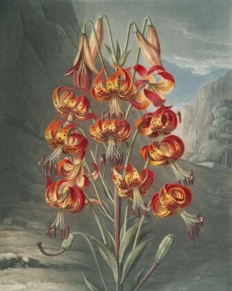 The superb lily