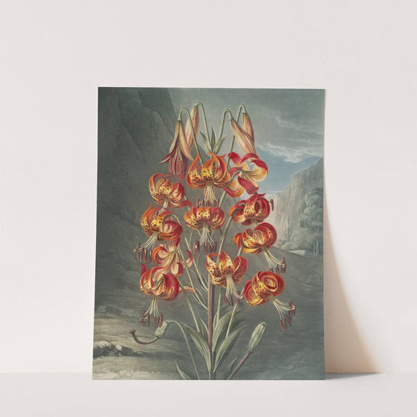 The superb lily by Robert John Thornton