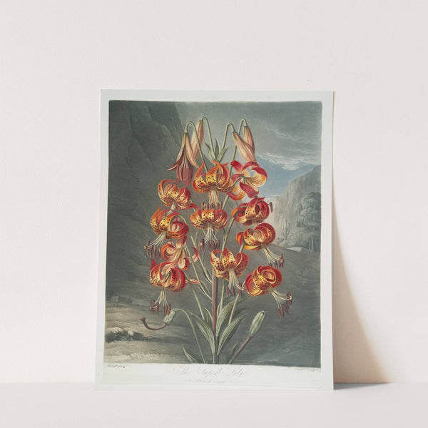 The Superb Lily by Robert John Thornton