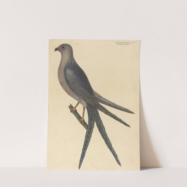 The Swallow Tail Hawk (Falco furcatus) by Mark Catesby