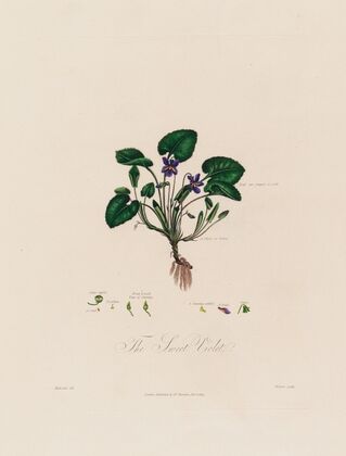 The Sweet Violet (1799–1810)