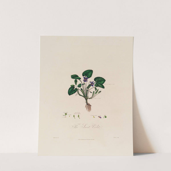 The Sweet Violet (1799–1810) by Robert John Thornton