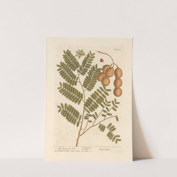 The tamarind tree by Elizabeth Blackwell