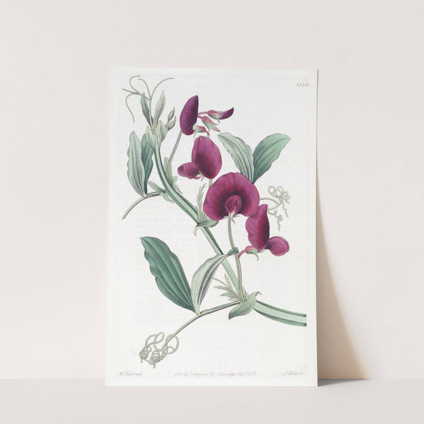 The Tangier Pea by Sydenham Edwards