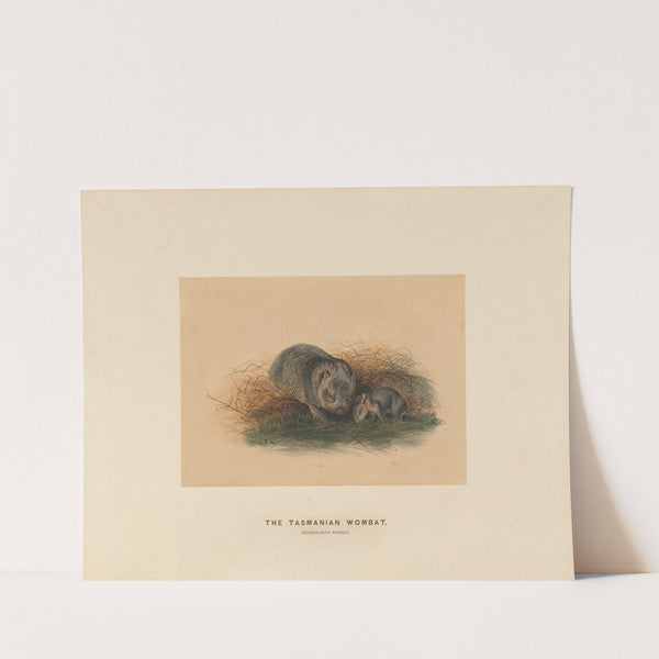 The Tasmanian Wombat by Joseph Wolf