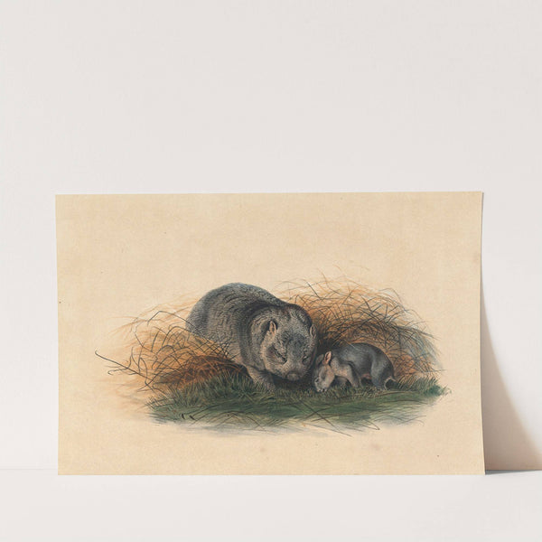 The Tasmanian Wombat by Joseph Wolf