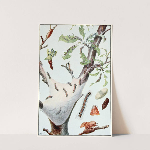 The Tent Caterpillar by Robert Evans Snodgrass