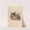 The Terrier (1800) by Sydenham Edwards