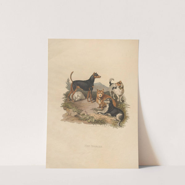 The Terrier (1800) by Sydenham Edwards