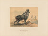 The Thar Goat