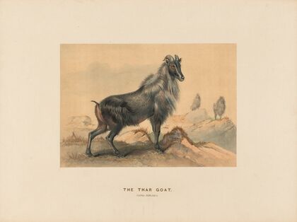 The Thar Goat