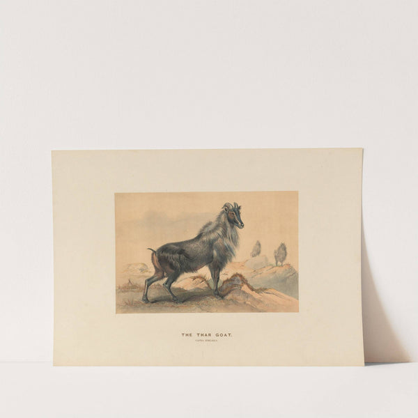 The Thar Goat by Joseph Wolf