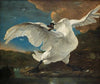 The Threatened Swan
