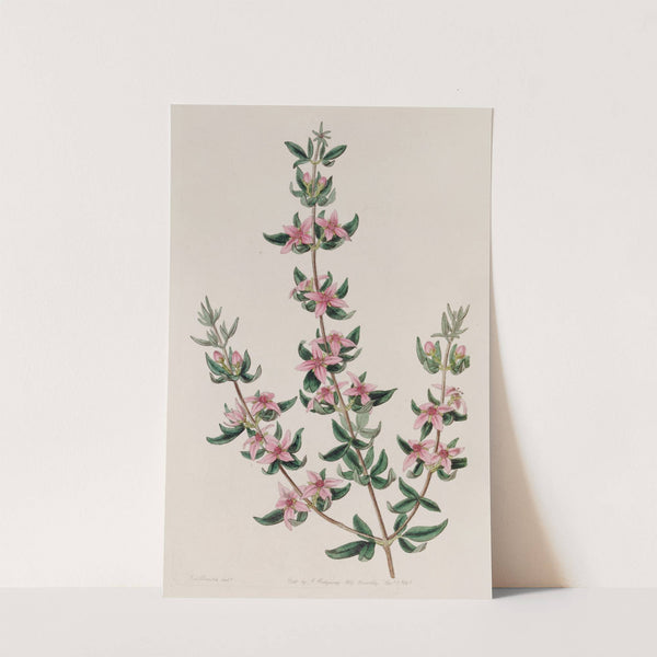 The Three-leaved Boronia by Sydenham Edwards