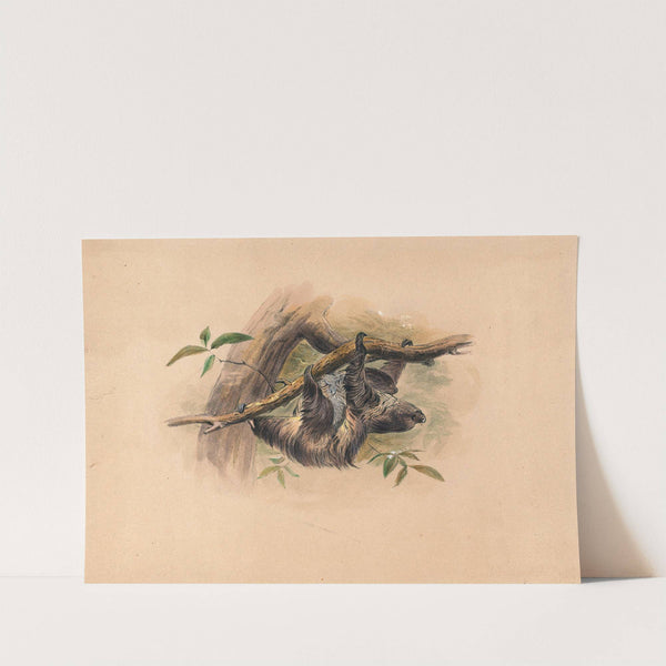 The Three-Toed Sloth by Joseph Wolf