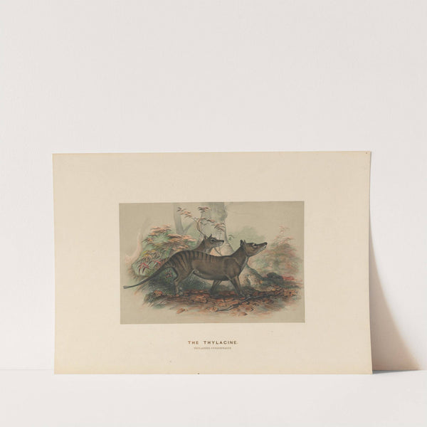 The Thylacine by Joseph Wolf